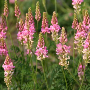 Onobrychis viciifolia BIO  (sovescio) - Lupinella comune