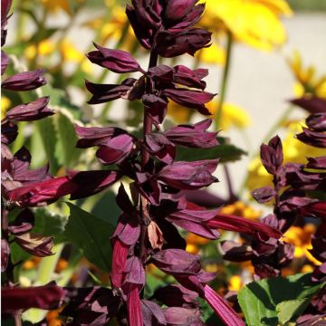Salvia guaranitica Amante
