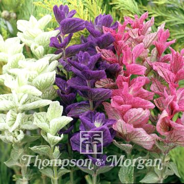 Salvia viridis var. comata Claryssa Mixed - Salvia annuale