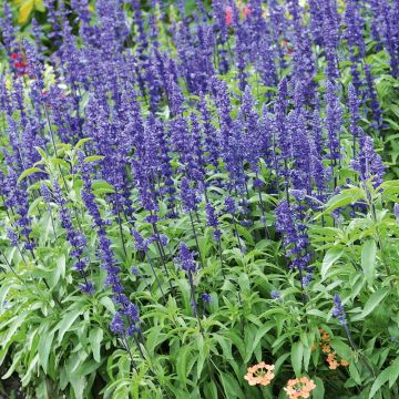 Salvia farinacea Saga bleue