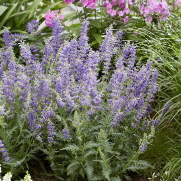 Salvia Feathers Peacock Salvia Feathers Peacock