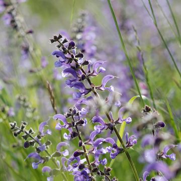 Salvia pratensis Sky Dance - Salvia dei prati