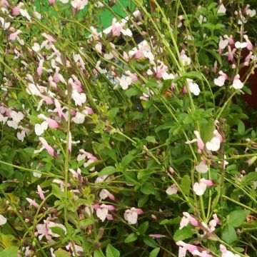 Salvia jamensis Delice Roselilac - Salvia arbustiva