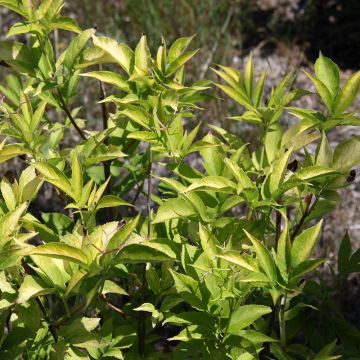 Sambuco nero Aurea