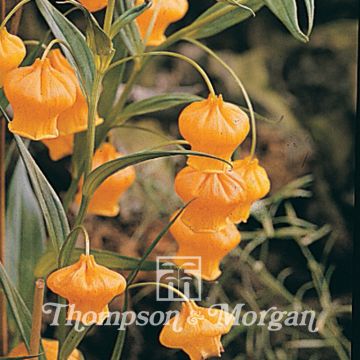 Sandersonia aurantiaca (semi)
