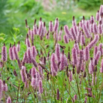 Sanguisorba menziesii Wake Up