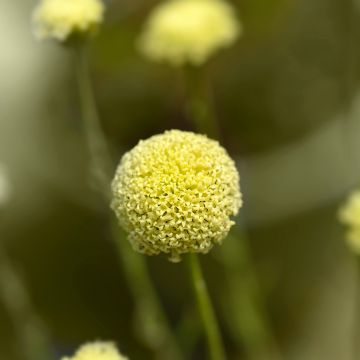 Santolina rosmarinifolia - Crespolina