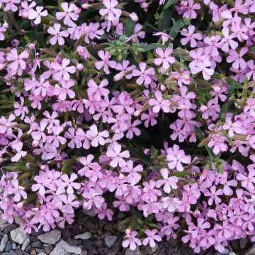 Saponaria Max Frei