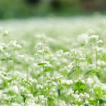 Fagopyrum esculentum BIO (sovescio) - Grano saraceno comune