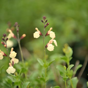 Salvia jamensis Melen - Salvia arbustiva
