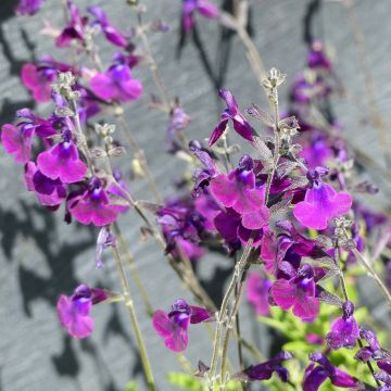 Salvia microphylla Nachtvlinder - Salvia arbustiva