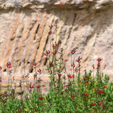Salvia microphylla Royal Bumble - Salvia arbustiva