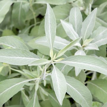 Salvia apiana - Salvia bianca