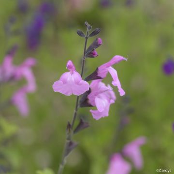 Salvia jamensis Malabar - Salvia arbustiva