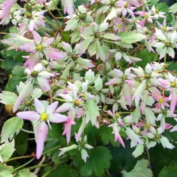 Saxifraga OPERA Lakmé