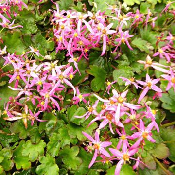 Saxifraga fortunei Sugar Plum Fairy - Sassifraga