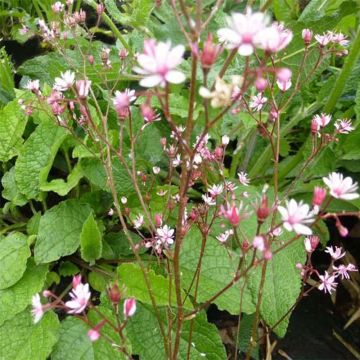 Saxifraga umbrosa Clarence Elliott - Sassifraga ombrosa