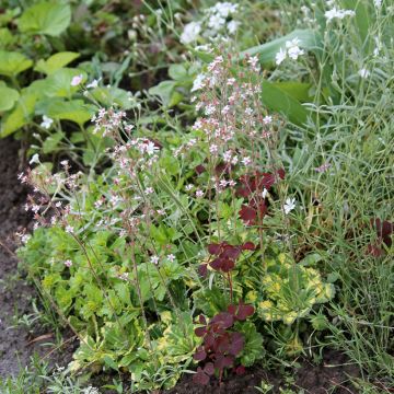 Saxifraga urbium Aureopunctata - Sassifraga