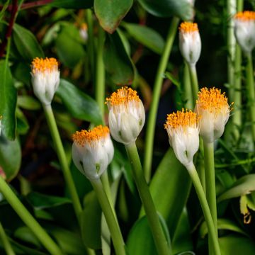 Tasso o haemanthus albiflos Tasso o haemanthus albiflos
