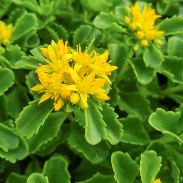 Sedum kamtchaticum Sedum kamtchaticum