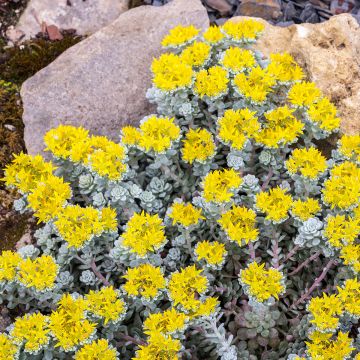 Sedum spathulifolium Cape Blanco