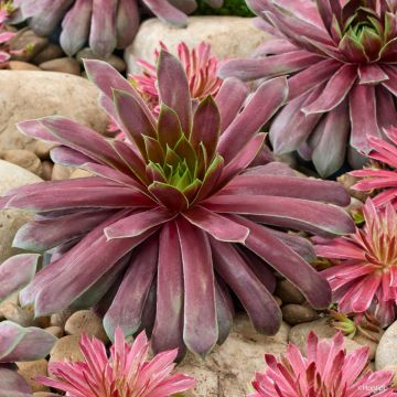 Sempervivum Chick Charms Giant Emerald Explosion - Joubarbe