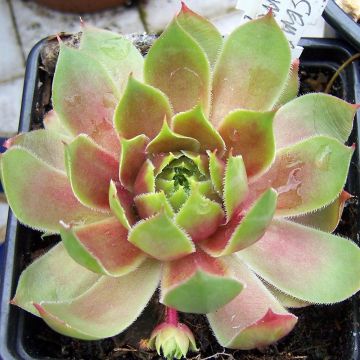 Sempervivum Pseudo-ornatum - Semprevivo