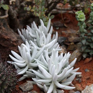 Senecio hawortii