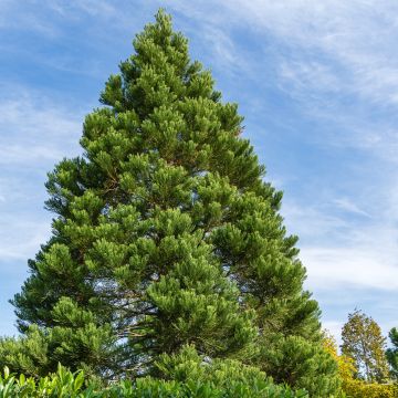 Sequoiadendron giganteum Greenpeace - Sequoia gigante