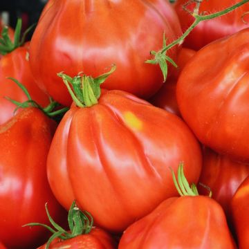Pomodoro cuore di bue/Beefsteak Liguria Bio - Ferme de Sainte Marthe