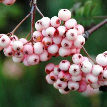 Sorbus arnoldiana Pink Veil
