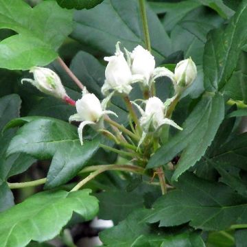 Sorbus torminalis - Sorbo torminale