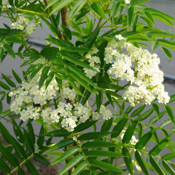 Sorbus wilfordii - Sorbo Sorbus wilfordii - Sorbo