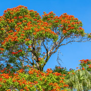 Spathodea campanulata