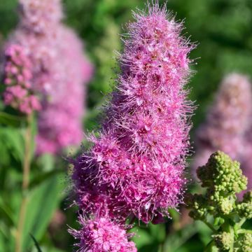Spirea billiardii