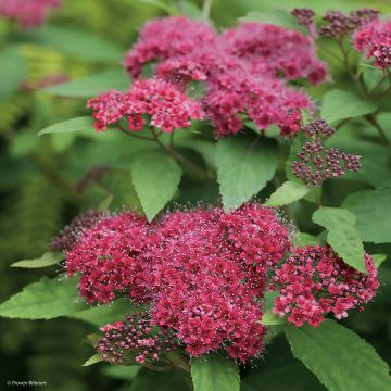 Spirea japonica Double Play Red - Spirea del Giappone