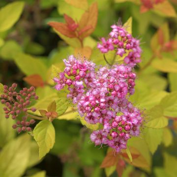 Spirea japonica Pink & Gold - Spirea del Giappone