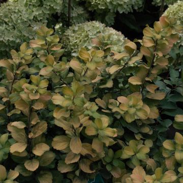 Spirea betulifolia Tor Gold