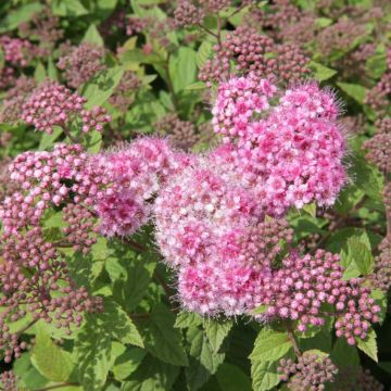 Spirea japonica Nana - Spirea del Giappone