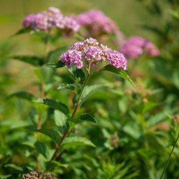 Spirea japonica Froebelii - Spirea del Giappone