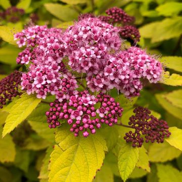 Spirea japonica Double Play Big Bang Tracy - Spirea del Giappone