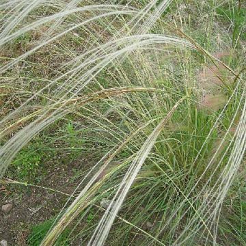 Stipa barbata - Stipa dei gessi