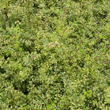 Symphoricarpos chenaultii Fiesta Berry - Sinforicarpo