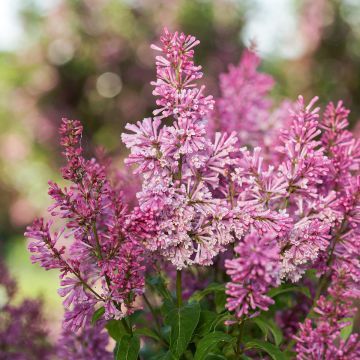 Syringa Pinktini - Lillà Syringa Pinktini - Lillà