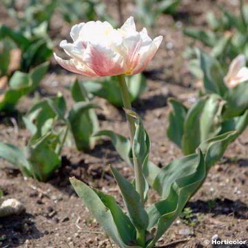 Tulipano Montreux