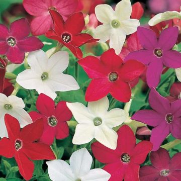 Tabacco da fiore Evening Fragance mix