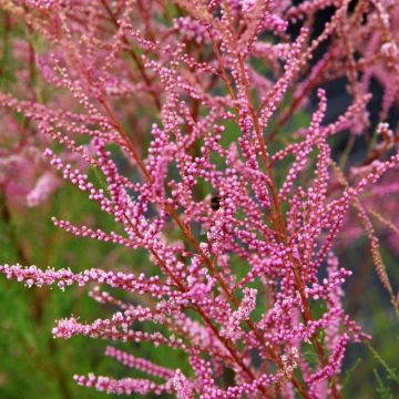 Tamarix ramosissima Rubra - Tamerice