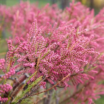 Tamarix gallica - Tamerice comune