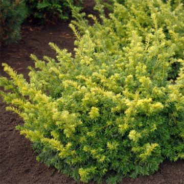Taxus baccata Summergold - Tasso comune
