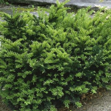 Taxus media Emerald Spreader - Tasso
